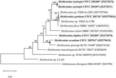 Pangenome analysis of the genus Herbiconiux and proposal of four new species associated with Chinese medicinal plants